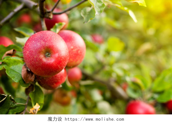 树上成熟的红苹果树上成熟的红苹果